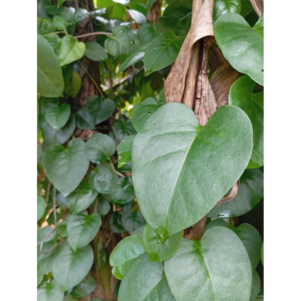 

Daun binahong hijau segar 200 lembar