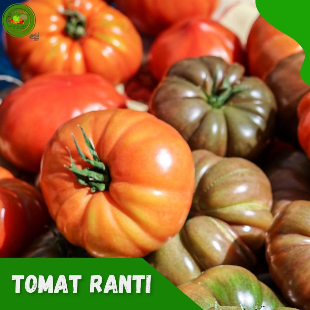 

Tomat Ranti , Tomat Ranti Khas Banyuwangi , Tomat Ranti Super - Segar., chain tomatoes