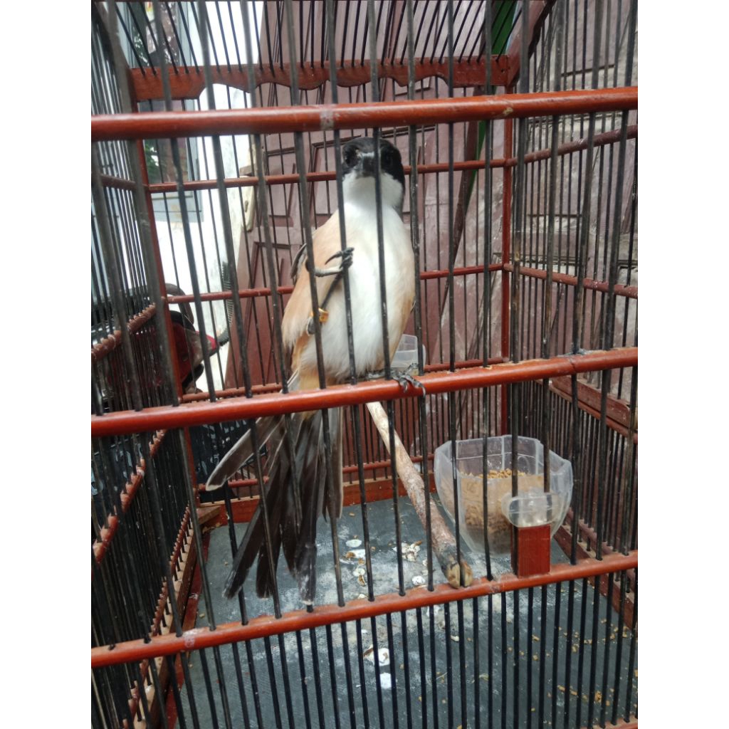 PENTET JATIM GRADE A MULUS PiLihan jantan super pur total