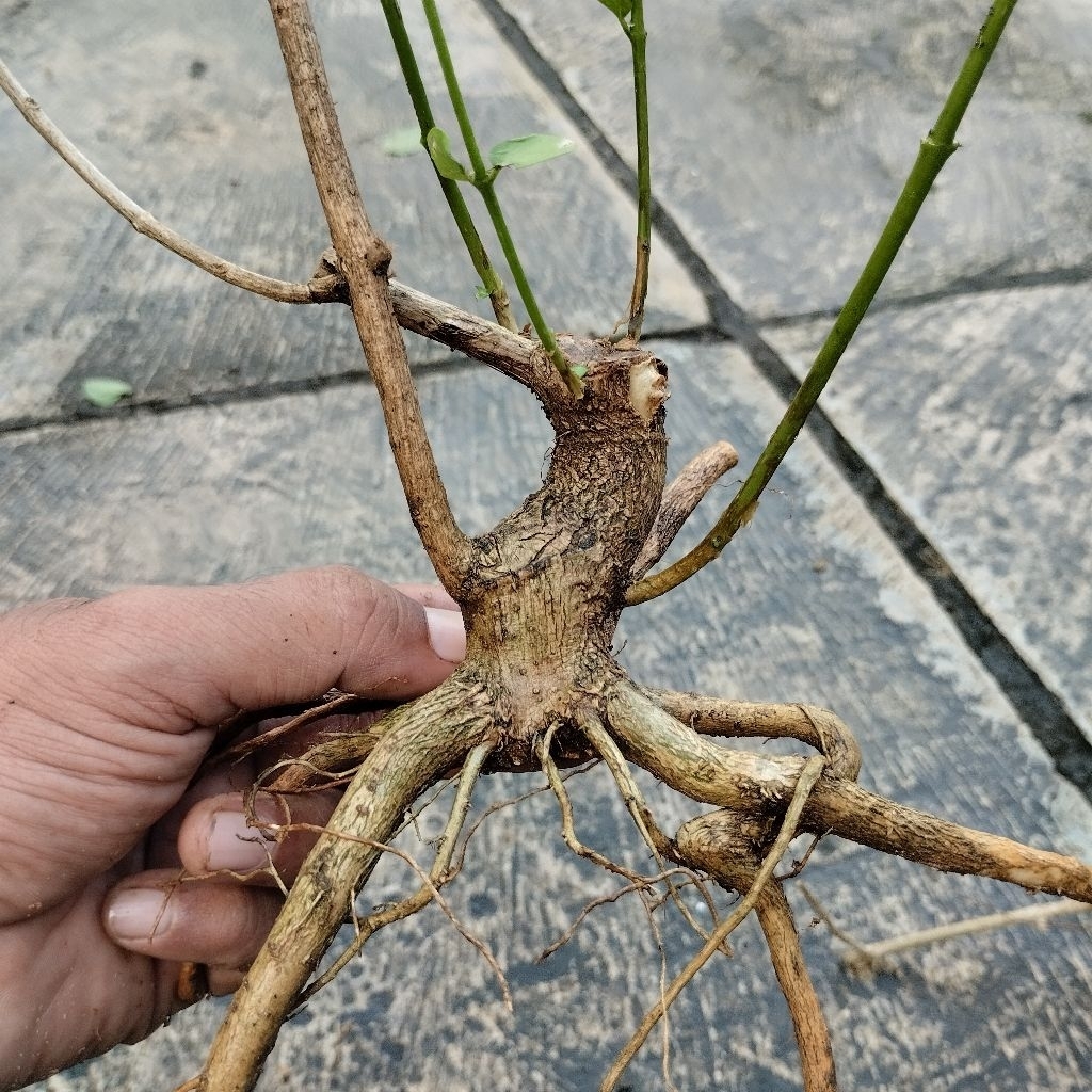 Bahan Bonsai Sancang Bogel Program Akar | Bahan Bonsai Shito Sancang