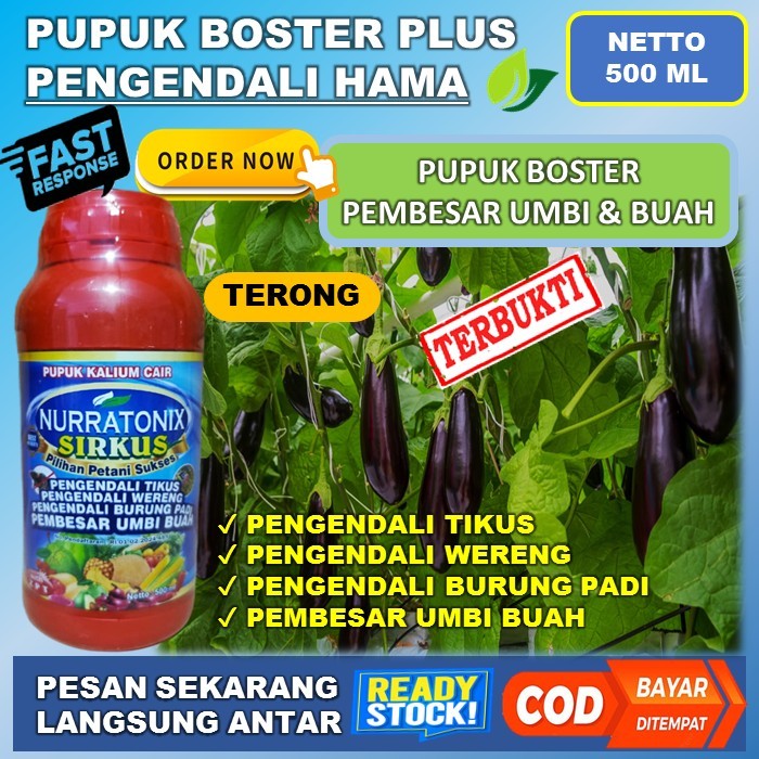 Pupuk Boster Nurratonix sirkus tanaman terong yang ampuh dan manjur plus Zpt pembesar buah terong