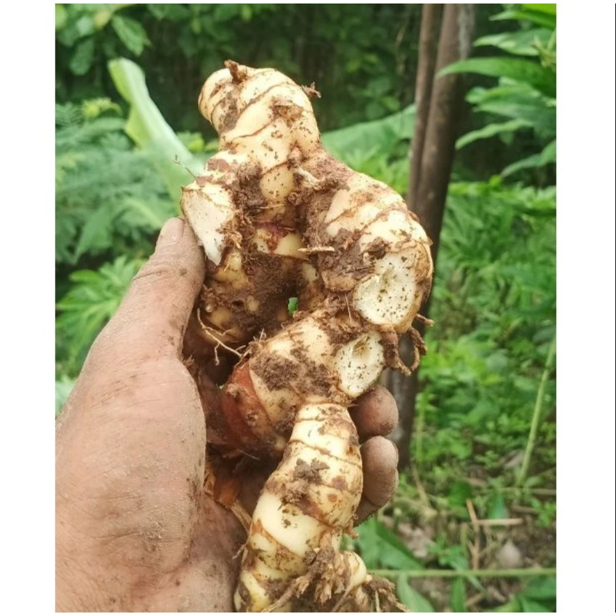 

1 kg Lengkuas Putih / 500 gram Laos Segar / Laja (Sunda) Segar Alami