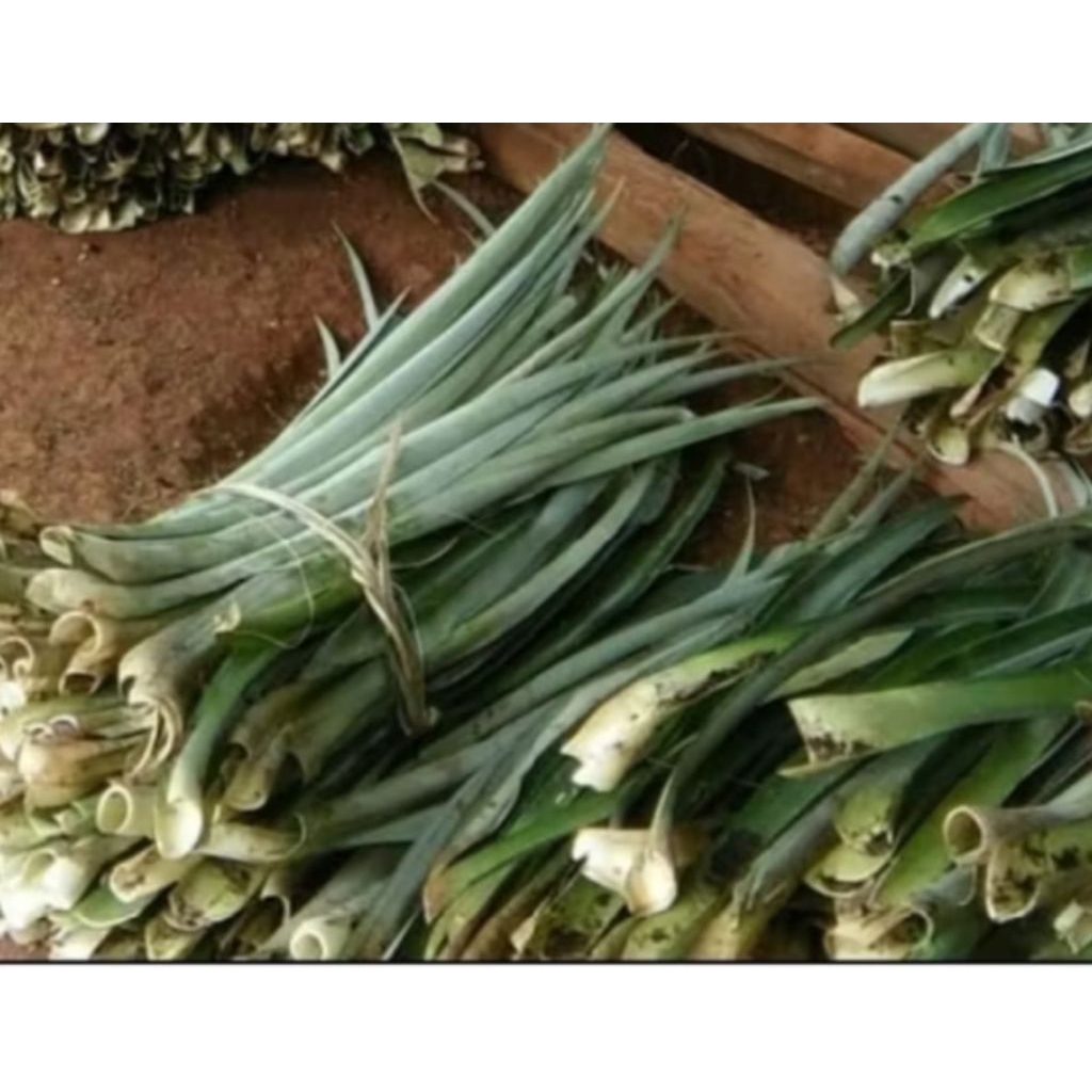 

Daun nanas segar 1kg