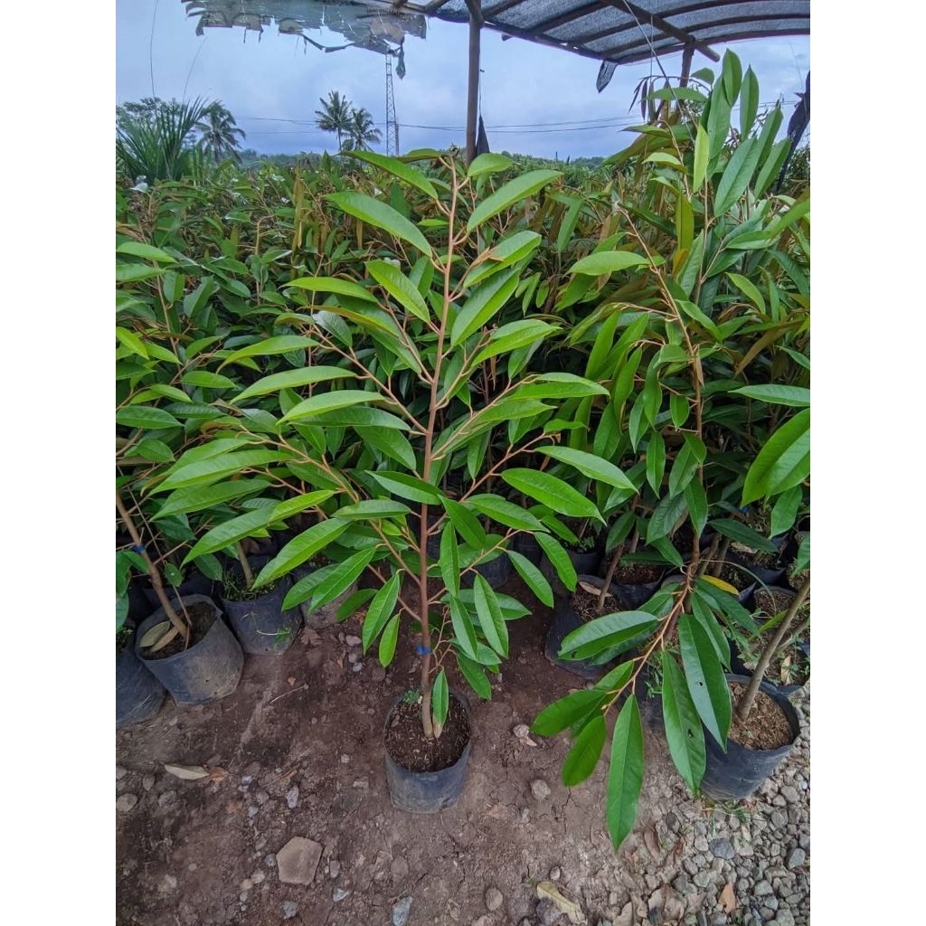 BIBIT DURIAN MUSANG KING STEK/OKULASI (BIBIT UNGGUL BERKUALITAS)