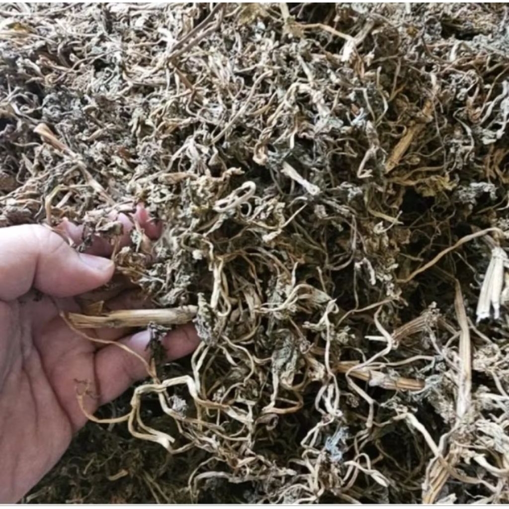 

daun seledri kering kualitas bagus 100gr