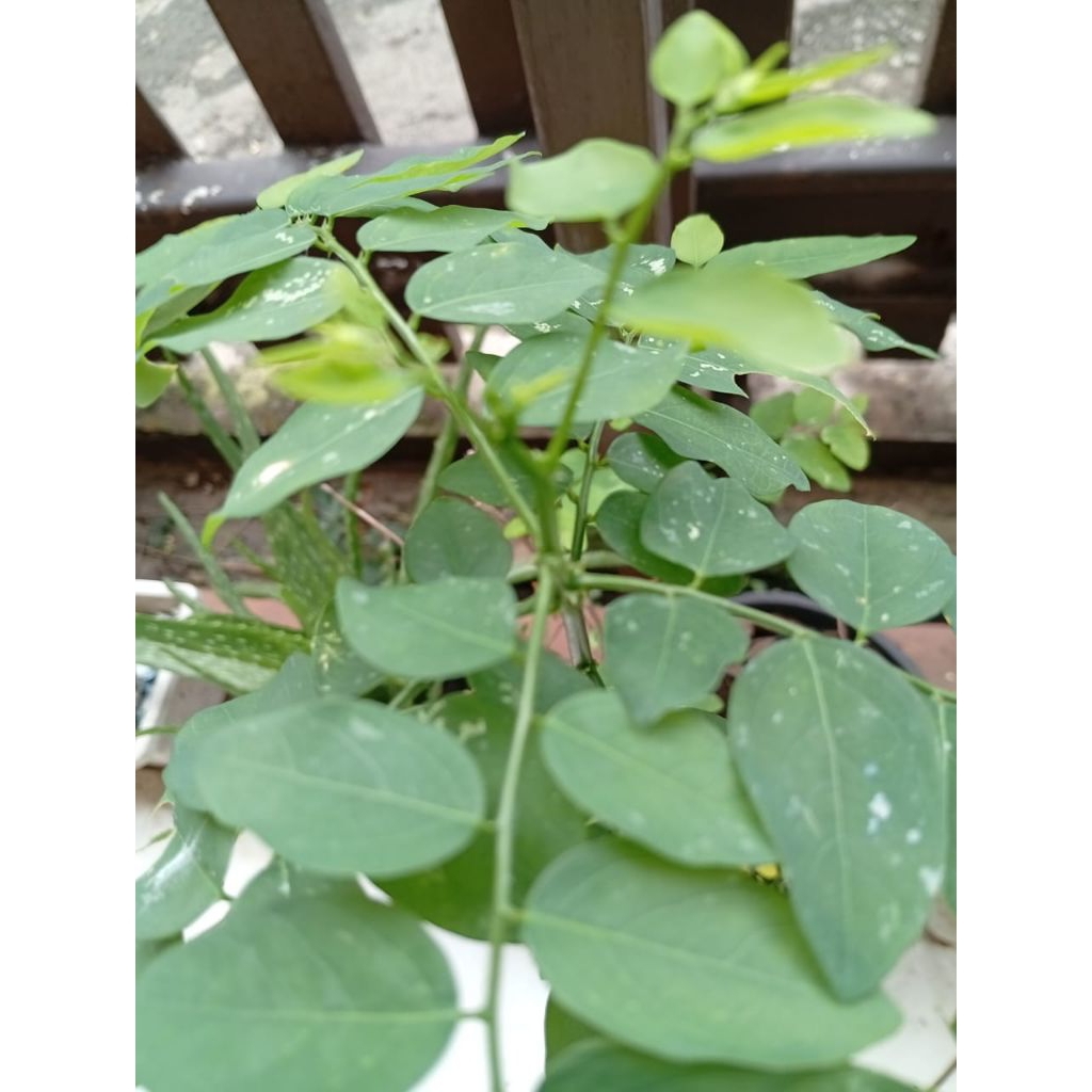 

Daun katuk organik segar langsung petik dari kebun