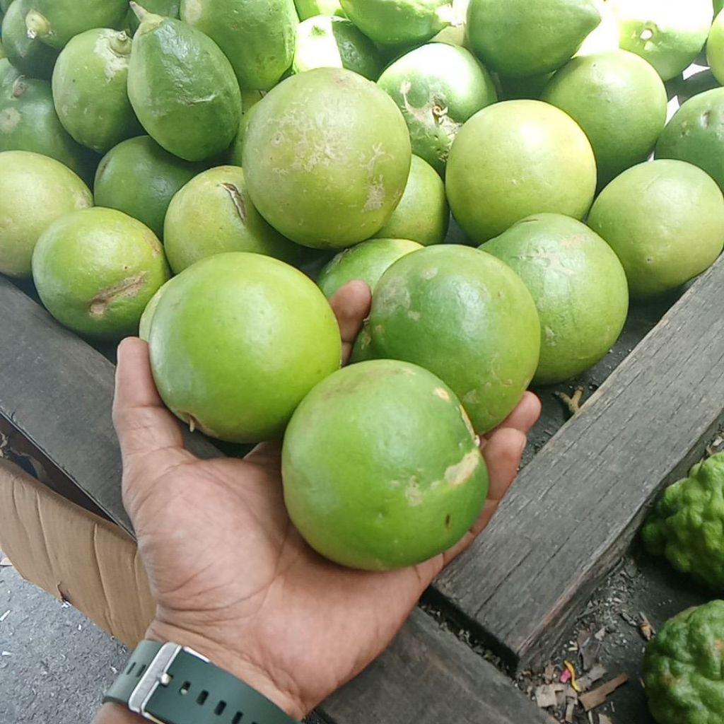 

BUAH JERUK HANTU SEGER CANTIK HIJAU PER 1 PCS