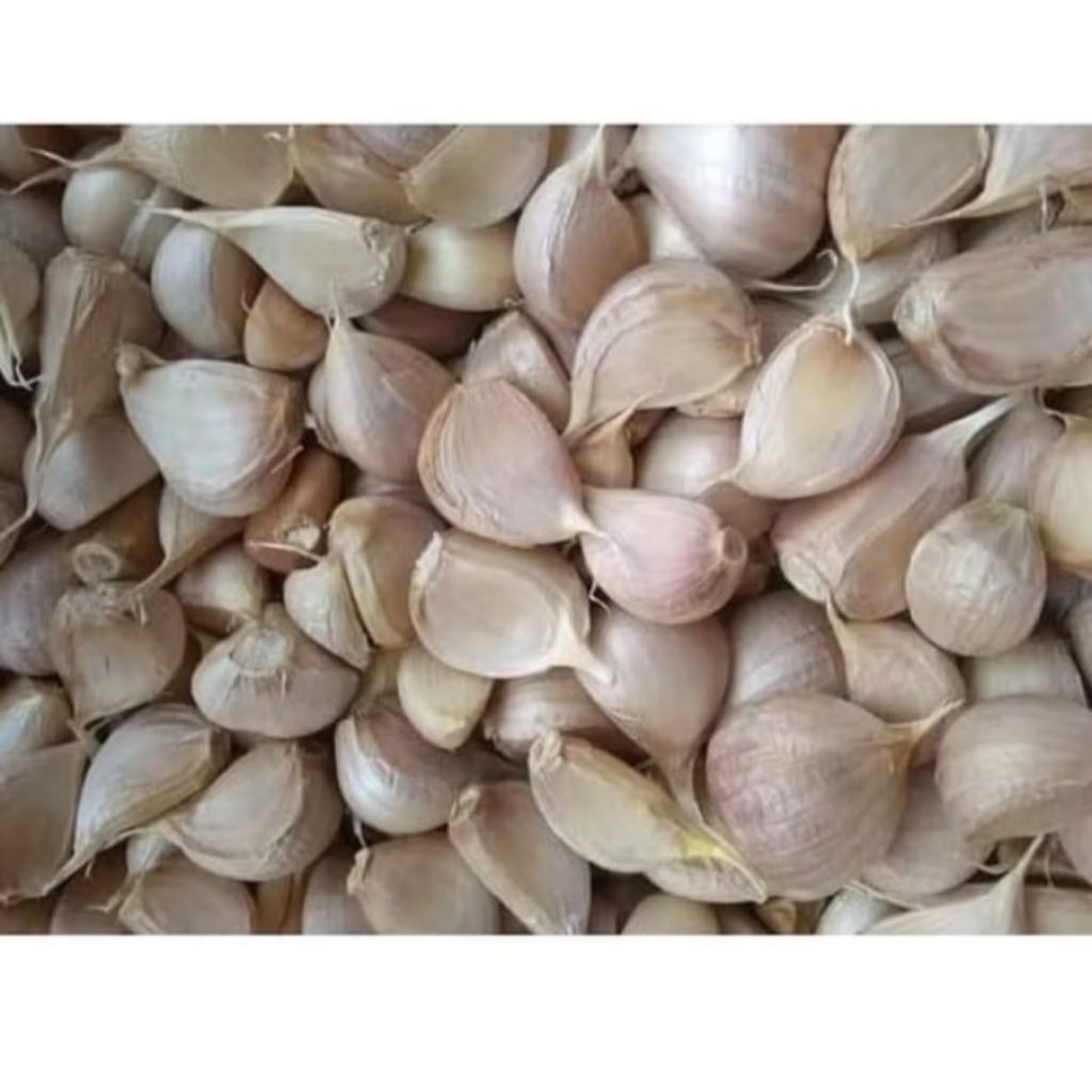 

bawang putih kating sudah bersih freesh 1kg