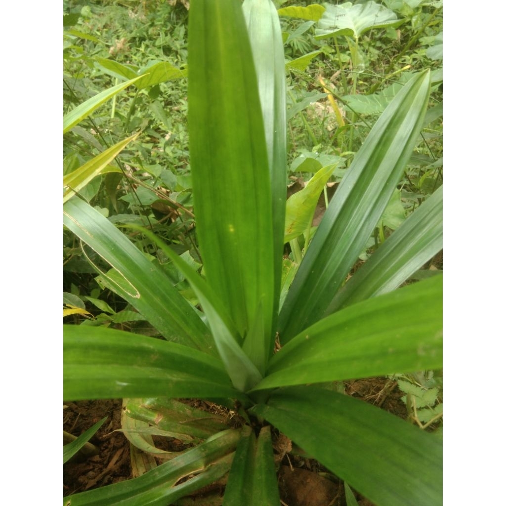 

daun pandan wangi 1 ikat 10 lembar