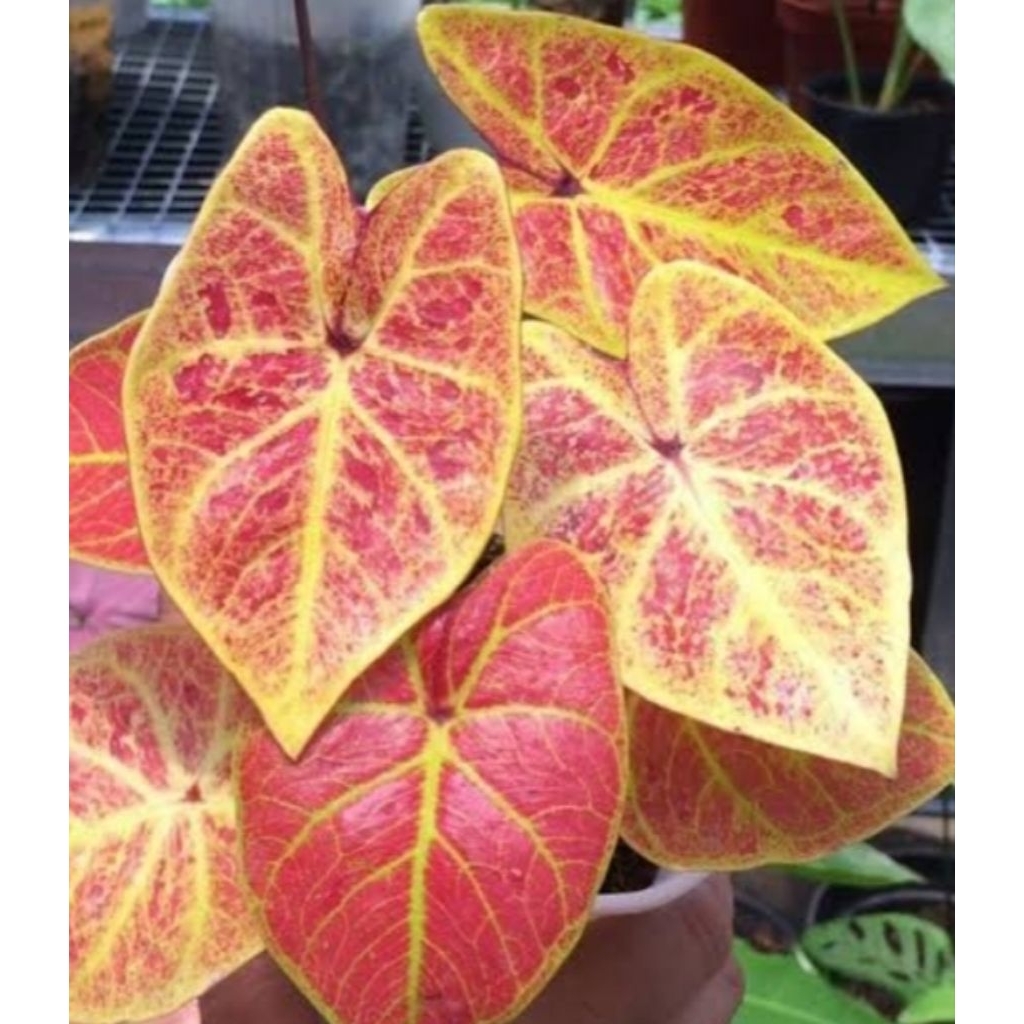 caladium new wave