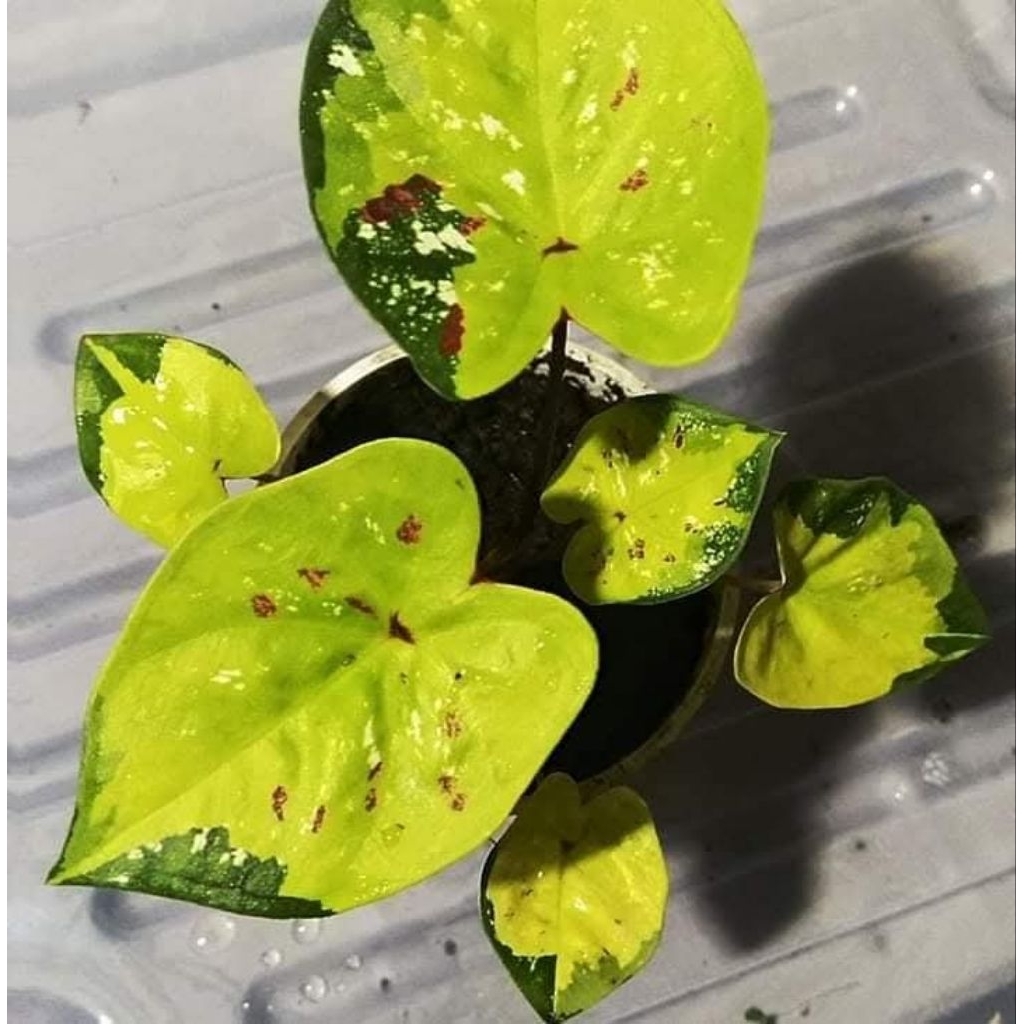caladium yellow red cismis