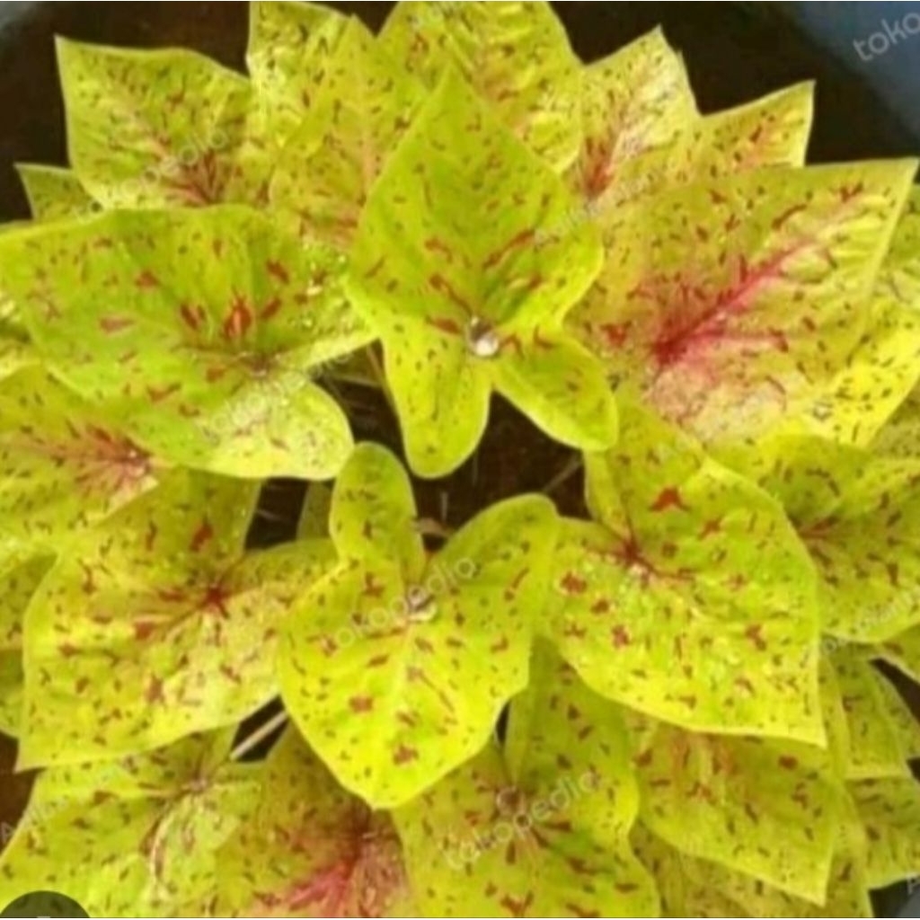 caladium yellow leopard