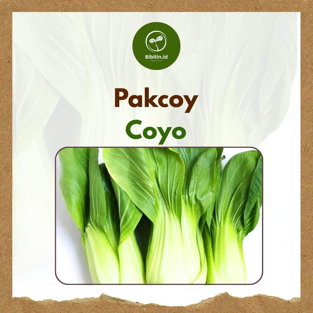 Bibit Pakcoy Coyo - Benih Pakcoy Coyo - Benih Bibit Pakcoy Murah - bibitin.id1