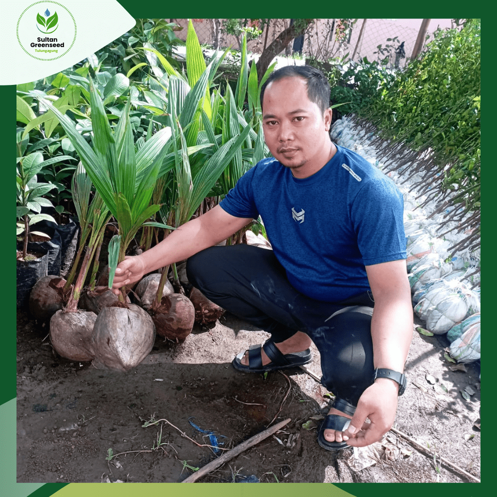 BIBIT KELAPA HIBRIDA / KELAPA HIBRIDA HIJAU UNGGUL