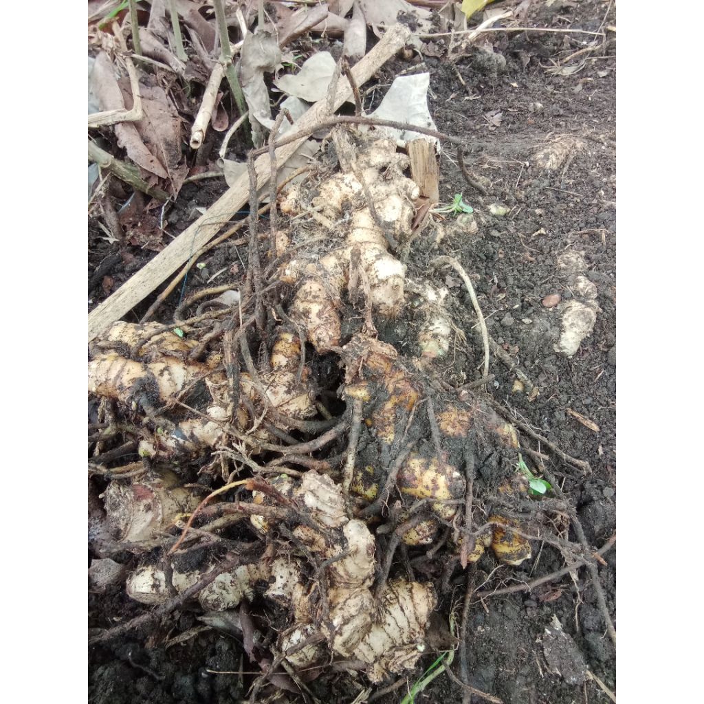 

Bangle / Panglai segar Rempah Herbal Serbaguna Ambil langsung dari kebun