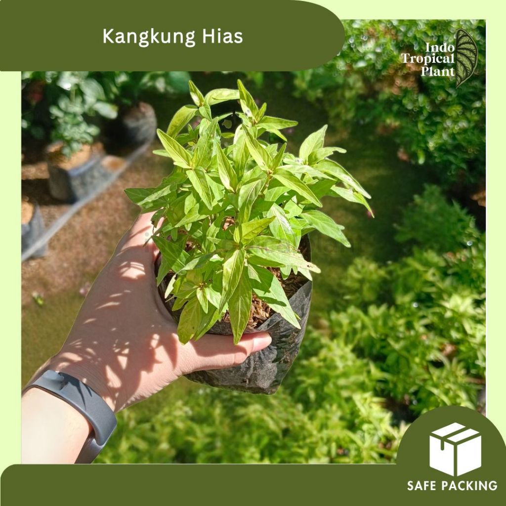 Tanaman Kangkung Hias / Cabe Cabe an / Cabai Hias / Hiasan Taman