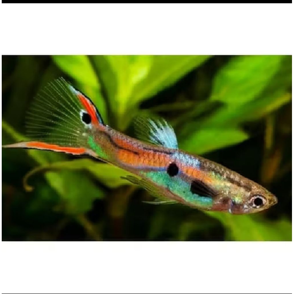 GUPPY ENDLER UKURAN 2-3 CM