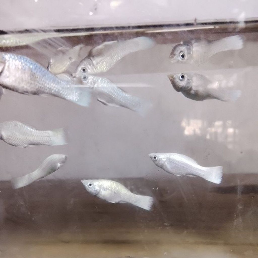 ikan molly platinum