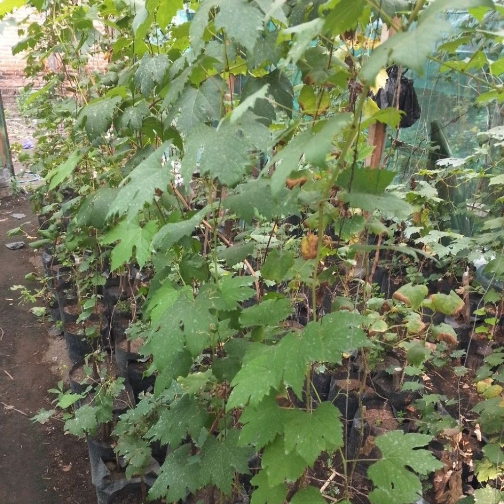 

ANGGUR INPORT 1-2 METER AN