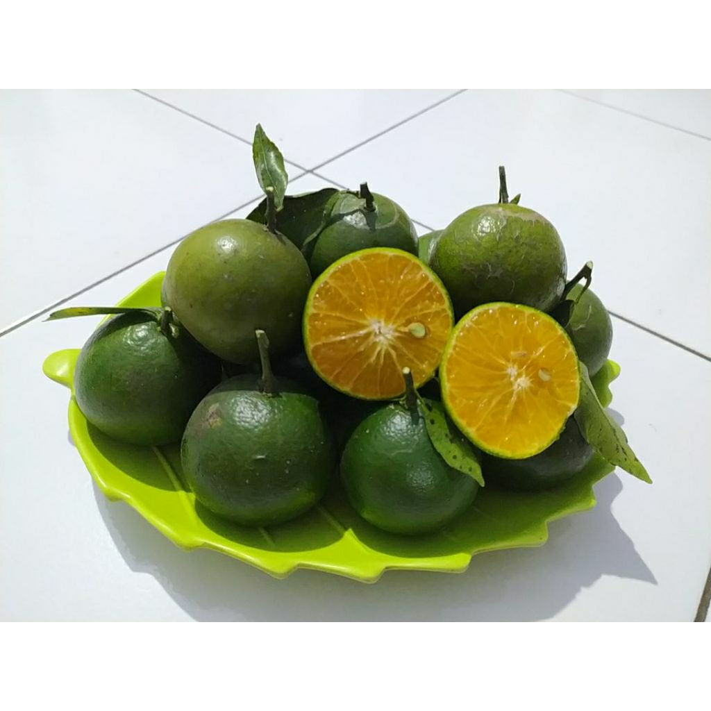 

Jeruk Peras Segar Fresh Petik Pohon