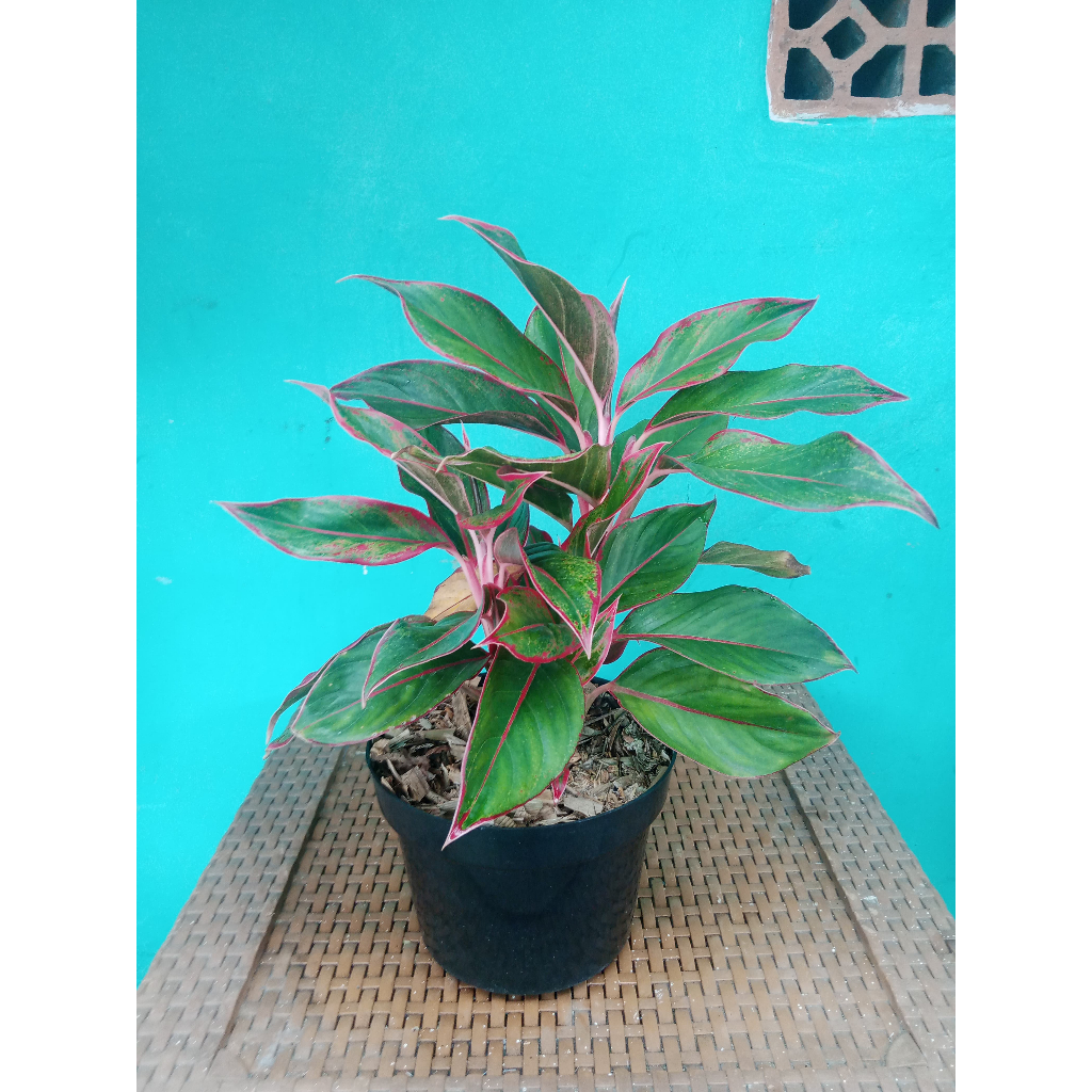 Aglonema Red Emerald