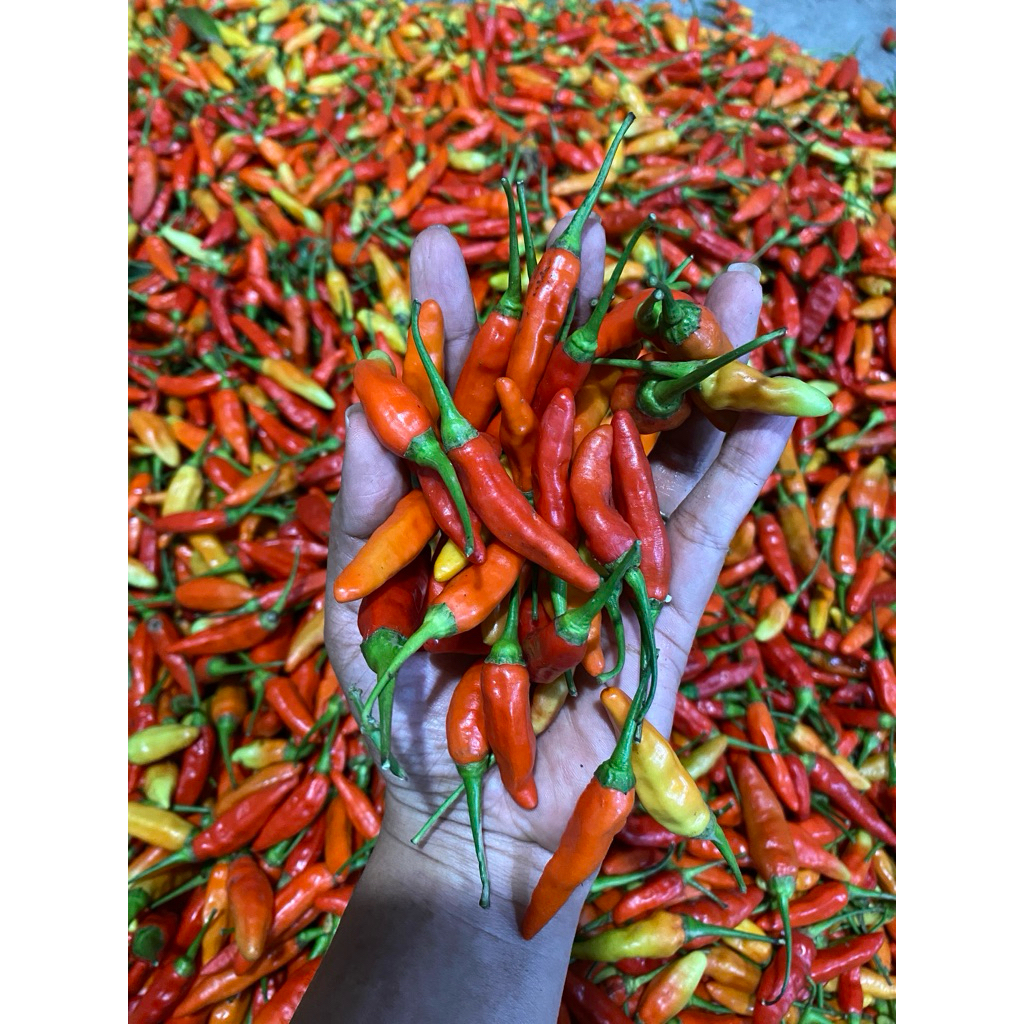 

Cabe Rawit ORI berat 500gr/250gr kualitas Fresh dan segar