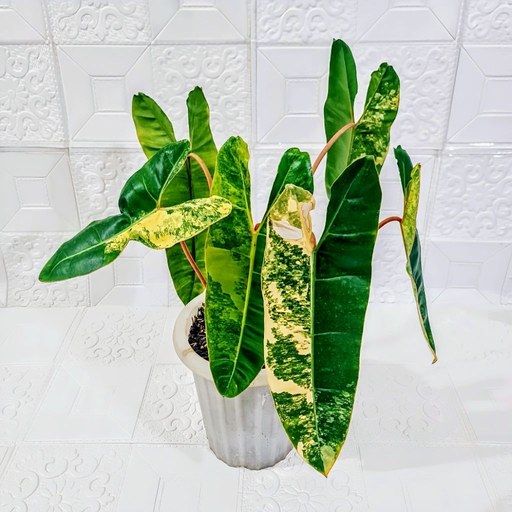 Philodendron Billietiae Variegata