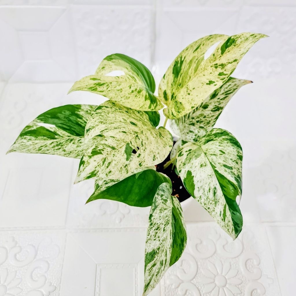 Epipremnum Pinnatum Marble Variegata - Pot 4