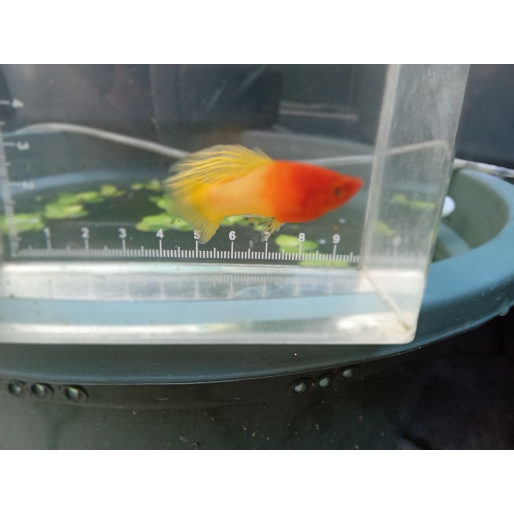 Platy sunrise highfin