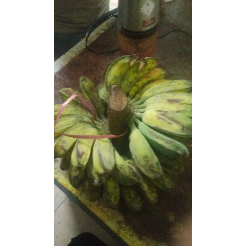 

Pisang kepok 2 sisir