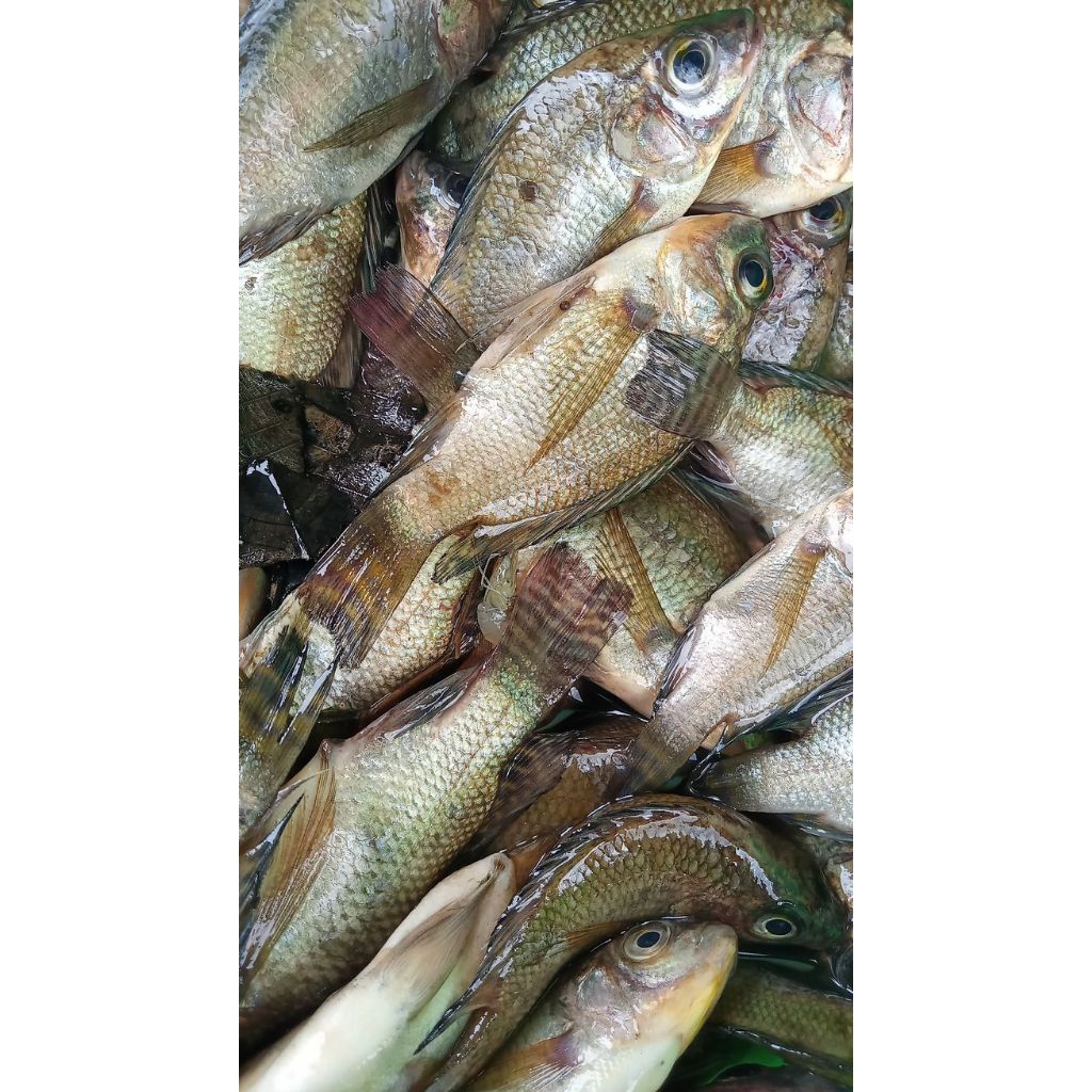 

ikan nila segar