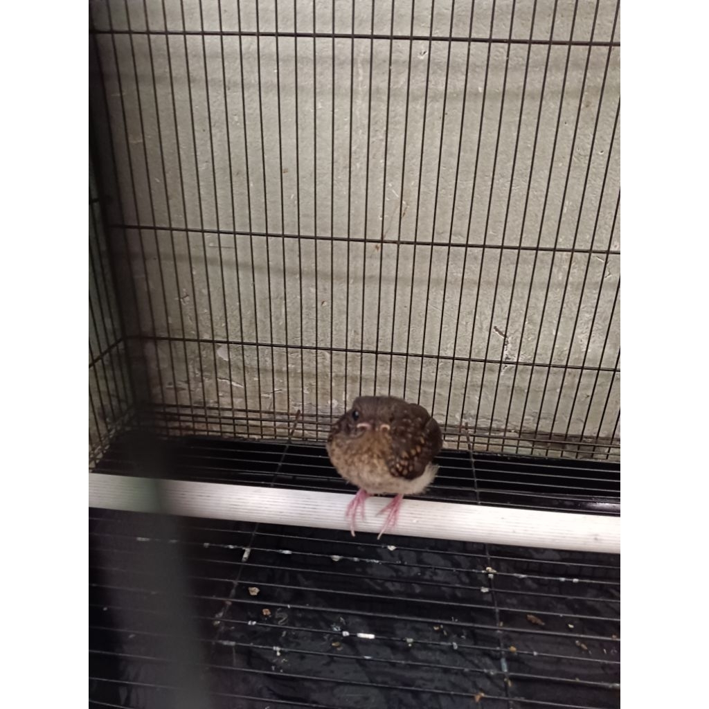 anakan murai batu medan super