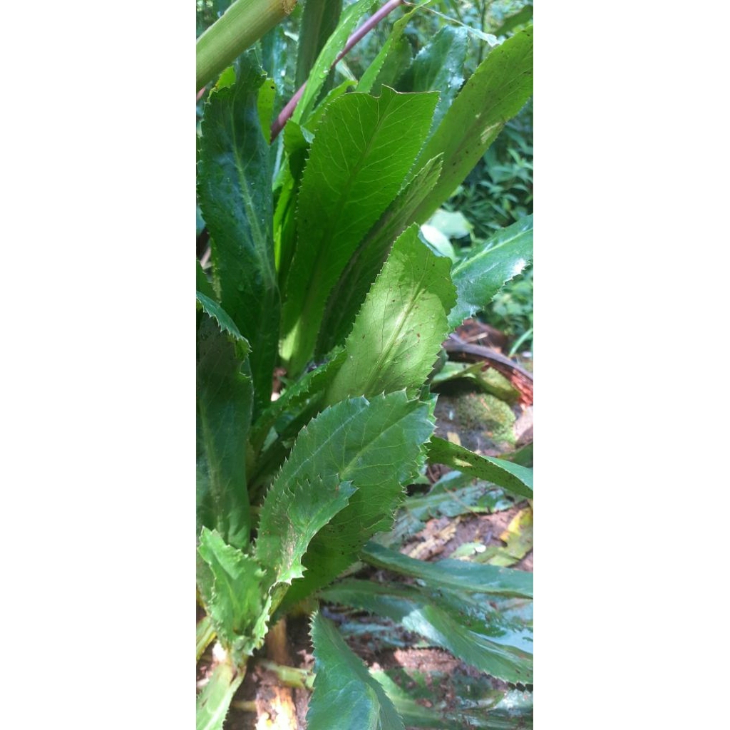 

DAUN WALANG SEGAR 200 GRAM