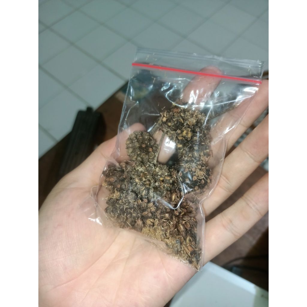 

Biji seed teh herbal kalimantan tomtom