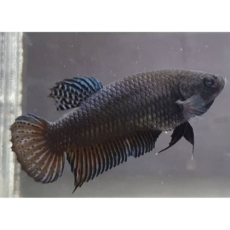 Ika Cupang Aduan Fighter Betina Import Ipoh Malaysia Induk Top Champion