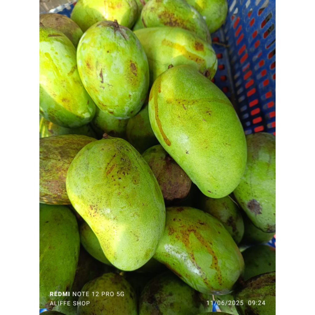 

1 KG Buah Mangga Budi Raja