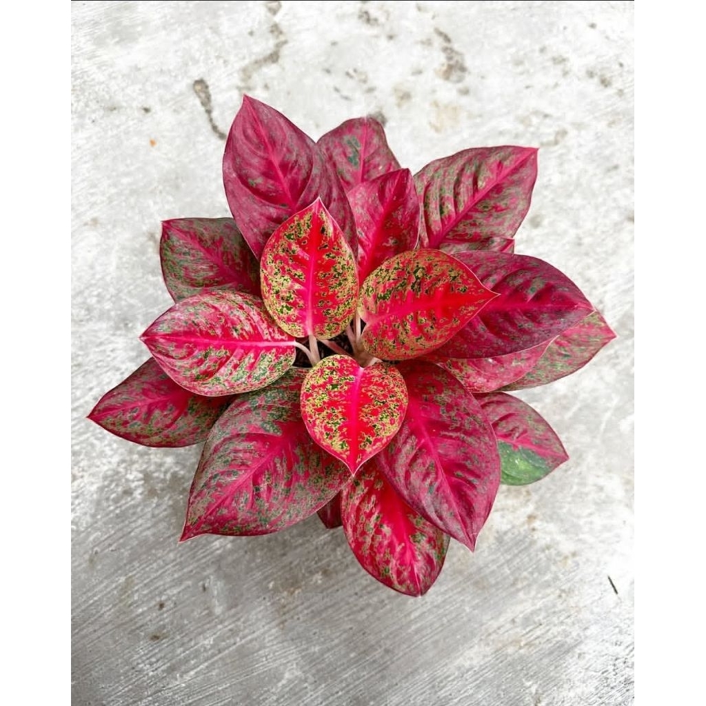 Tanaman Hias Aglonema Super Red Stardust - tanaman hias merah hidup