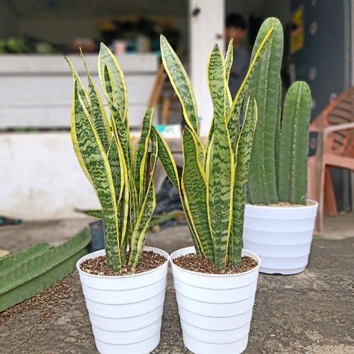 Sansevieria Black Gold Bibit Sudah Berakar Tanaman Hias Pedangan Lidah Mertua Fresh Langsung Kirim F