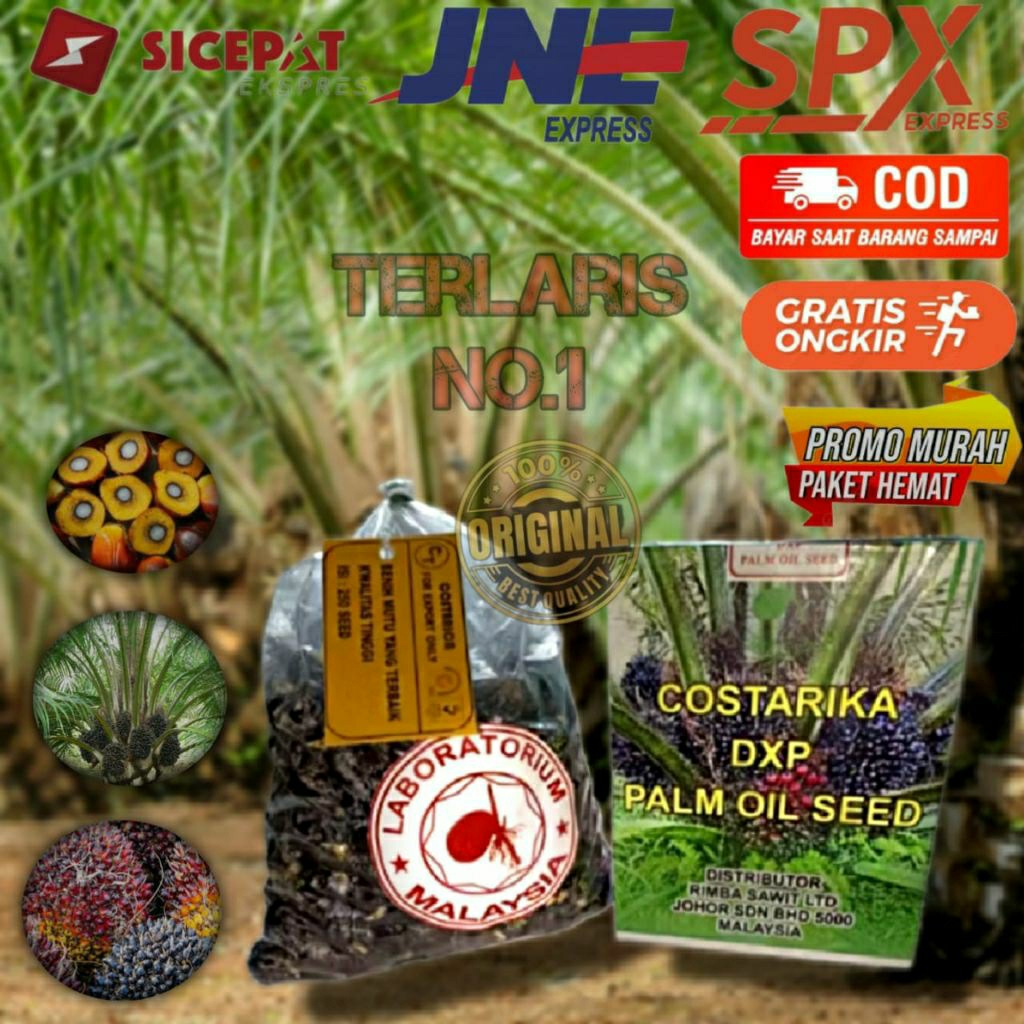 Biji bibit kelapa sawit unggul DxP COSTARIKA isi 250 butir ber sertifikat