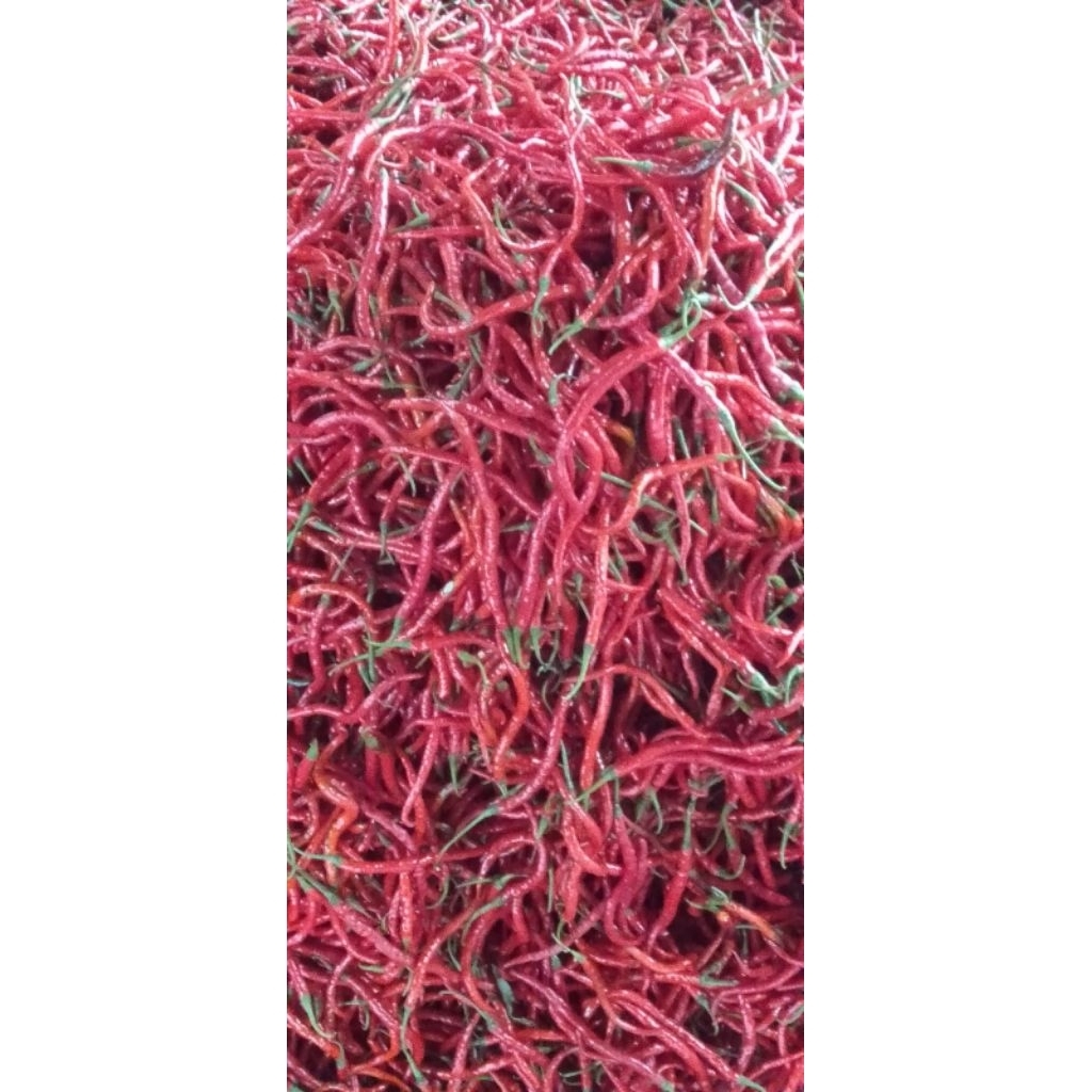 

Cabe Keriting ½ Kg / 500 Gr - 100% Segar & Langsung dari Petani!