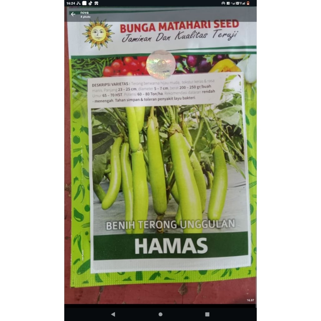

Bunga matahari SEED Benih terong unggulan HAMAS 500 butir