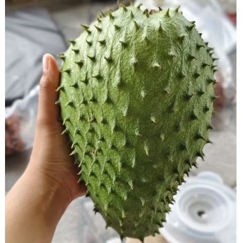

Buah Sirsak Perbuah 800-1kg | Manalika | Buah Sirsak Madu
