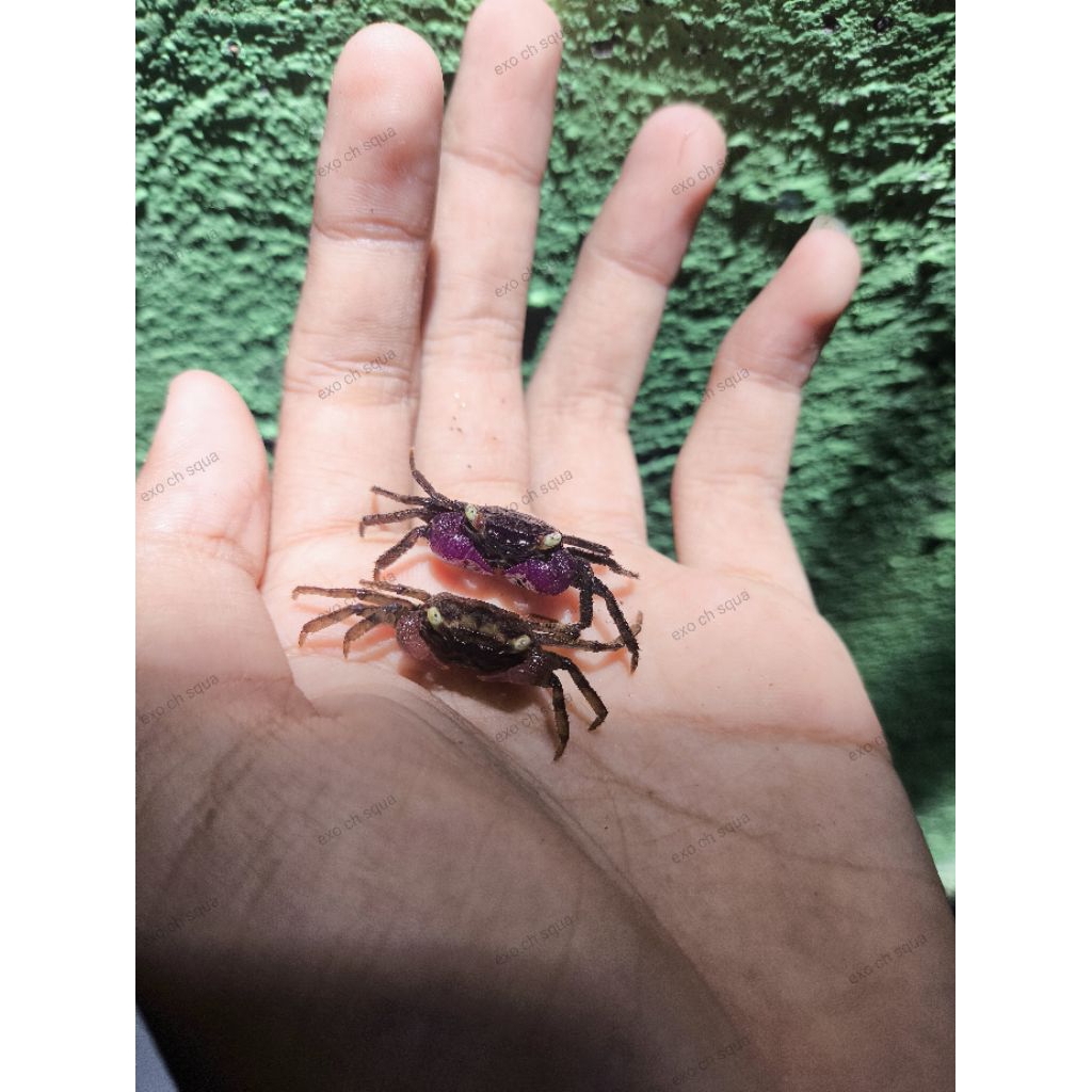 

Paket satu pasang Kepiting hias / pakan / kepiting hias / kepiting air tawar / geosesarma / paludarium / kepiting ungu / hias /geosesarma bogorensis / bonceret