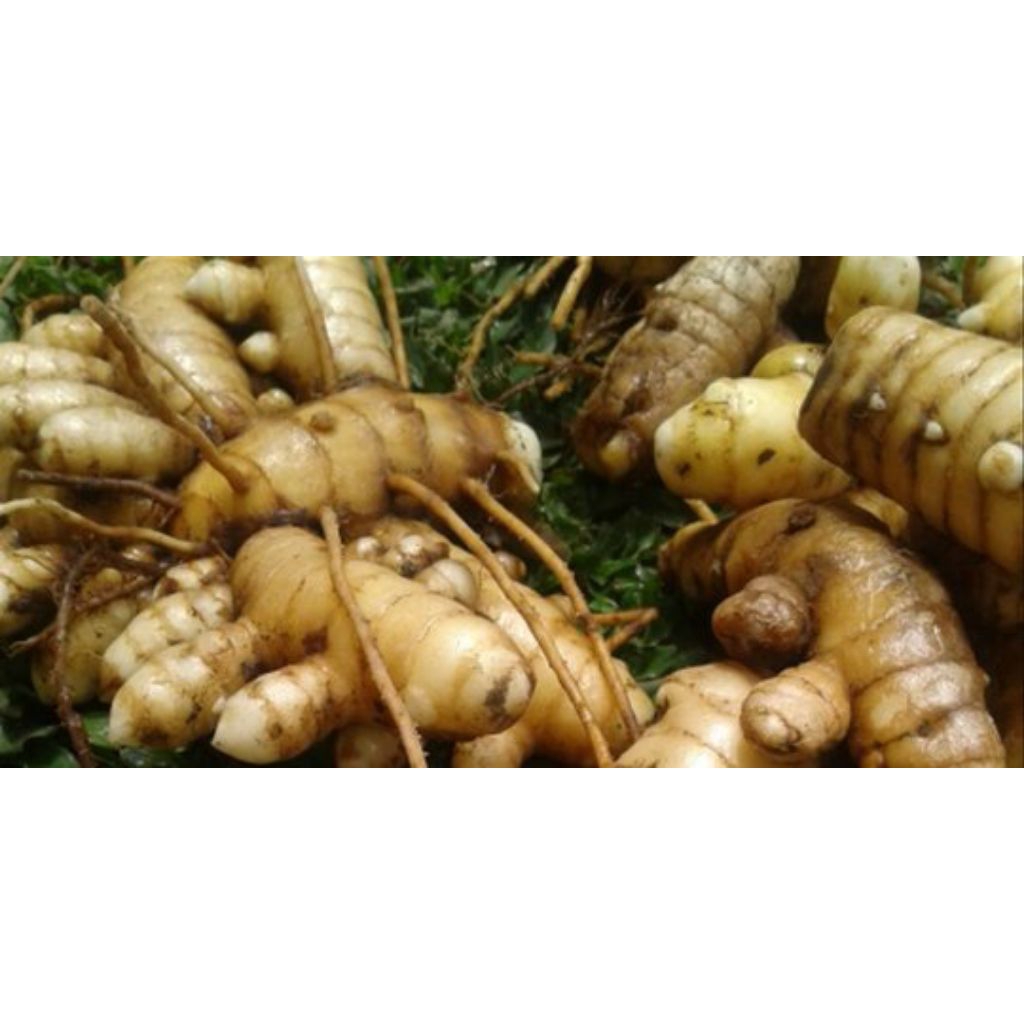

Kunyit putih segar 1kg fres segar / bersih temu putih di ambillangsung dari kebun