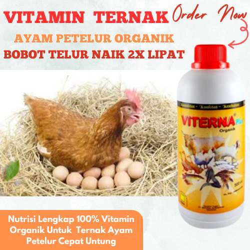 Vitamin Ternak Ayam Cepat Bertelur Vitamin Ayam Petelur Lahap Makan Vitamin Meningkatkan Produktivit