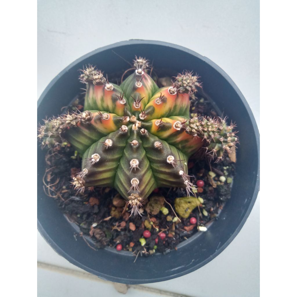 Gymnocalycium Mihanovichii Multicolor