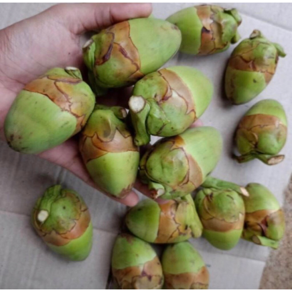 

Buah Beluluk Kelapa/ buruluk / Baruluk / Pentil kelapa Presh