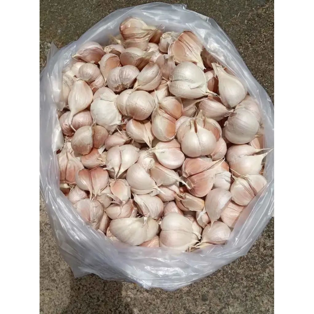 

Bawang Putih Kating Bersih 500gr