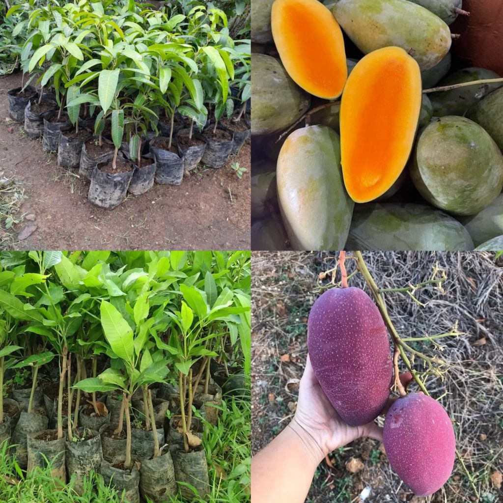 Paket 2 Btg Bibit Mangga Beda Jenis