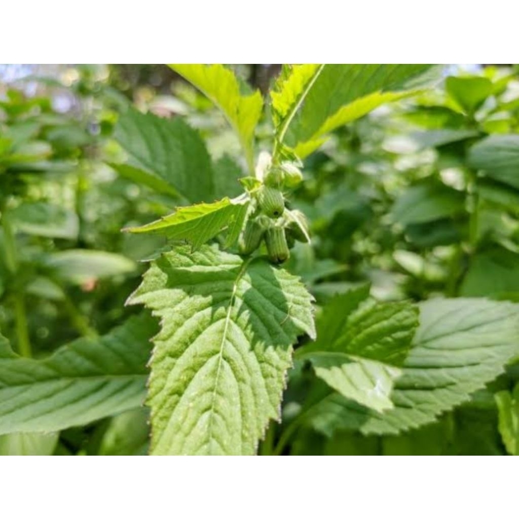 

daun sintrong/gadibung 250gram